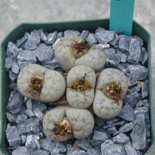 Lithops werneri C188