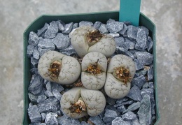 Lithops werneri C188