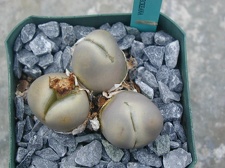 Lithops x steineckeana C388