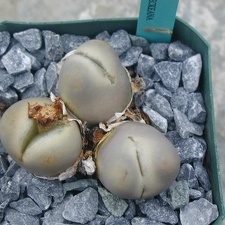 Lithops x steineckeana C388