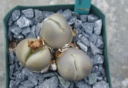 Lithops x steineckeana C388