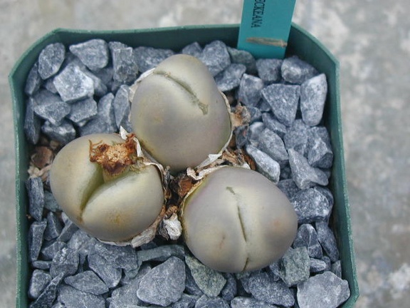 Lithops x steineckeana C388