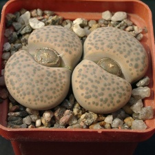 Lithopsfe fulviceps