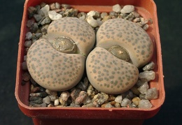 Lithopsfe fulviceps