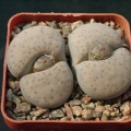 Lithopsfe fulviceps lidiae C219