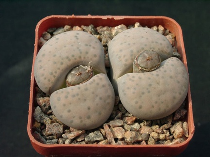 Lithopsfe fulviceps lidiae C219