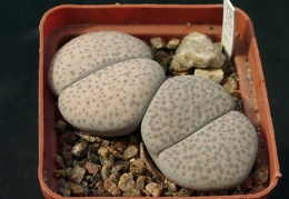 Lithopsfe fulviceps v lactinea C222
