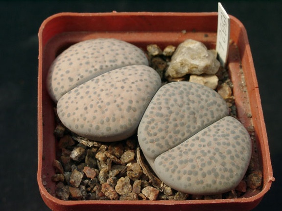 Lithopsfe fulviceps v lactinea C222