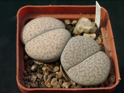 Lithopsfe fulviceps v lactinea C222