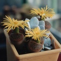 Lithops aucampiae