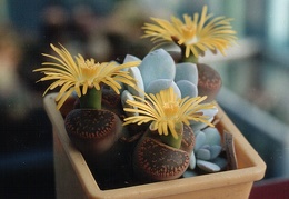 Lithops aucampiae