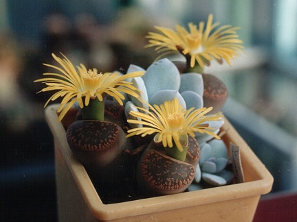 Lithops aucampiae