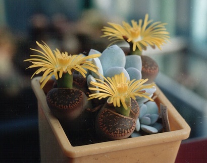 Lithops aucampiae