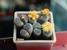 Lithops dinteri v. brevis