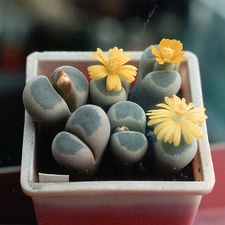 Lithops dinteri v. brevis