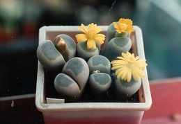 Lithops dinteri v. brevis