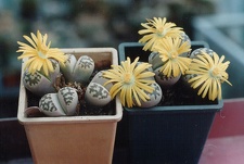 Lithops dorotheae
