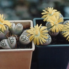 Lithops dorotheae