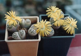 Lithops dorotheae
