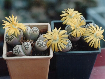 Lithops dorotheae