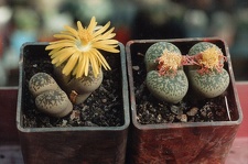 Lithops francisci