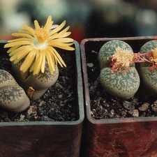 Lithops francisci