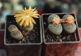 Lithops francisci