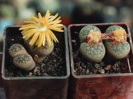 Lithops francisci