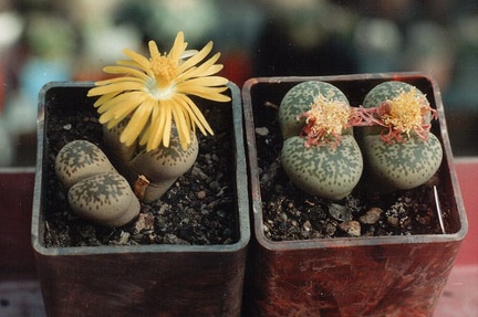Lithops francisci