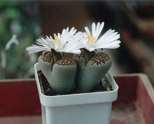 Lithops hallii ''best''
