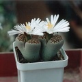 Lithops hallii ''best''