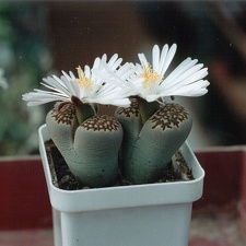 Lithops hallii ''best''