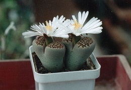 Lithops hallii ''best''