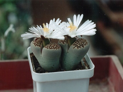 Lithops hallii ''best''