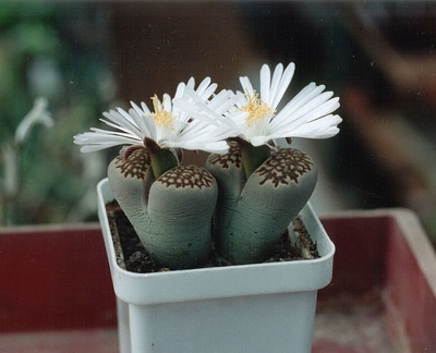 Lithops hallii ''best''