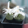 Lithops lesliei ssp. lesliei v. lesliei cv. 'Albinica'