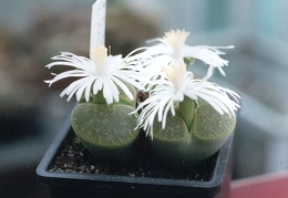 Lithops lesliei ssp. lesliei v. lesliei cv. 'Albinica'