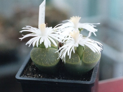 Lithops lesliei ssp. lesliei v. lesliei cv. 'Albinica'