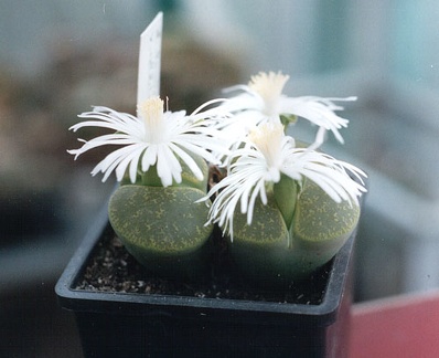 Lithops lesliei ssp. lesliei v. lesliei cv. 'Albinica'