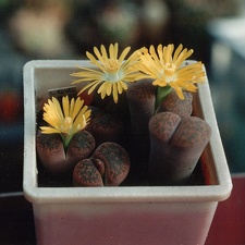Lithops lesliei v. minor