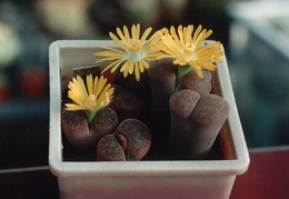 Lithops lesliei v. minor