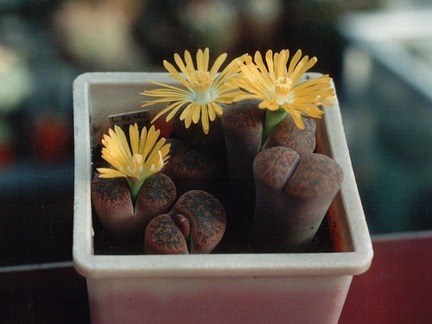 Lithops lesliei v. minor