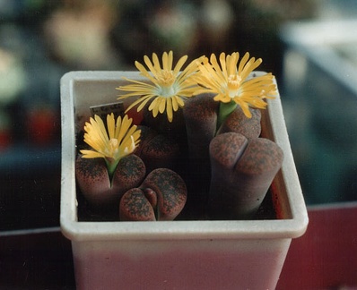Lithops lesliei v. minor
