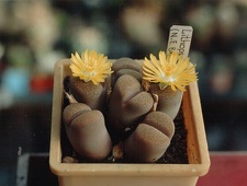 Lithops localis