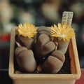 Lithops localis