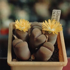 Lithops localis