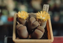 Lithops localis