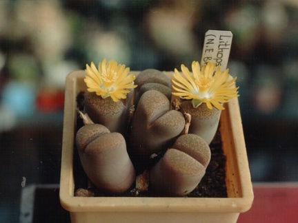 Lithops localis