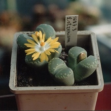 Lithops otzeniana