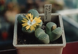 Lithops otzeniana